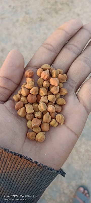 Chickpeas from India